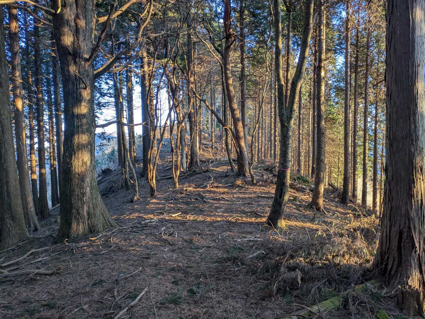 そして再び登山道を選択して進みます。
