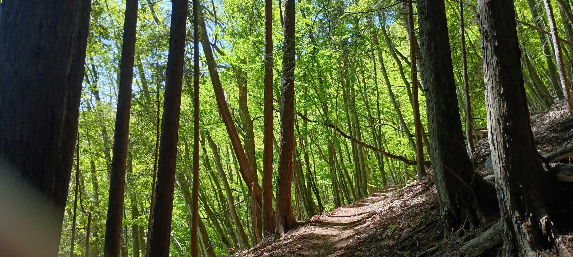 新緑の良い季節になりましたね～🍃