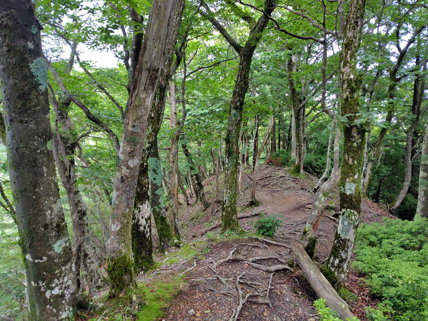 沢谷峠-東雨乞岳 往復コースの写真