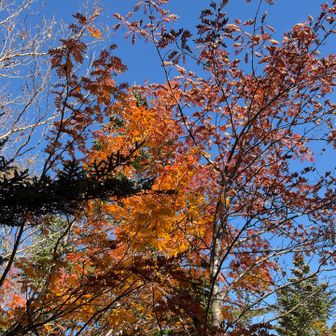 🍁