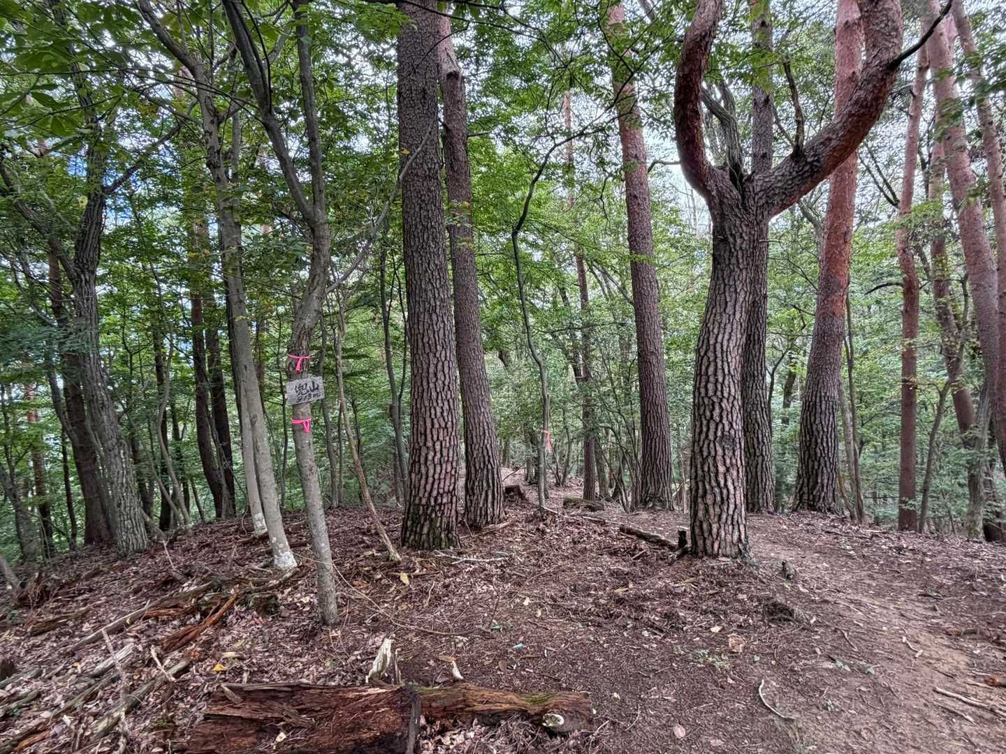 山頂風景（樹林帯）
