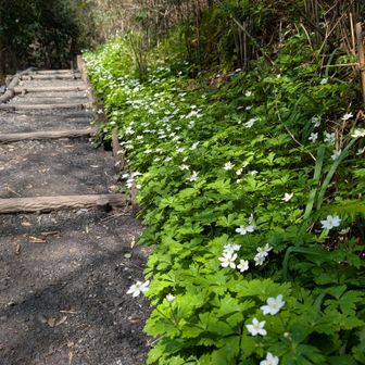 前田川（ニリンソウ）