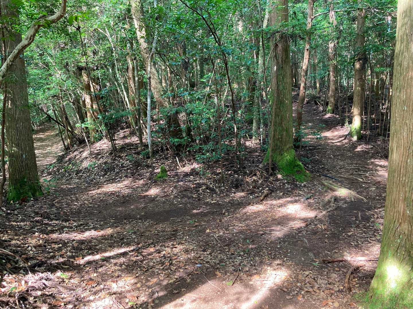 杉原神社-横倉宮 往復コースの写真