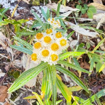 沢山のヤマハハコが咲いていました🌼