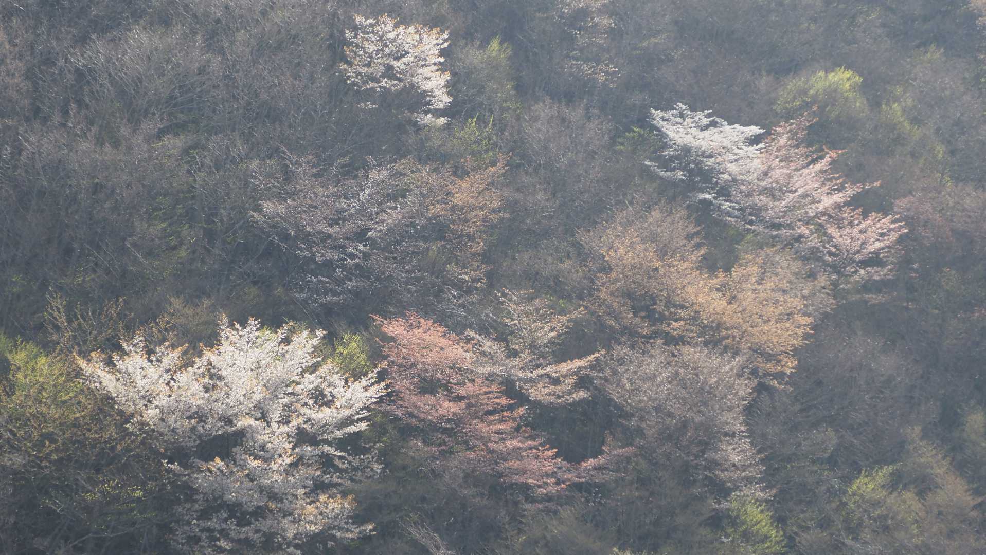 山桜も咲き始めた