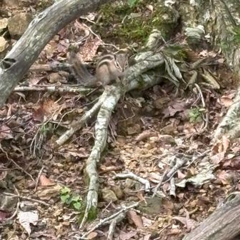 木の陰に隠れて、リスを見ていた