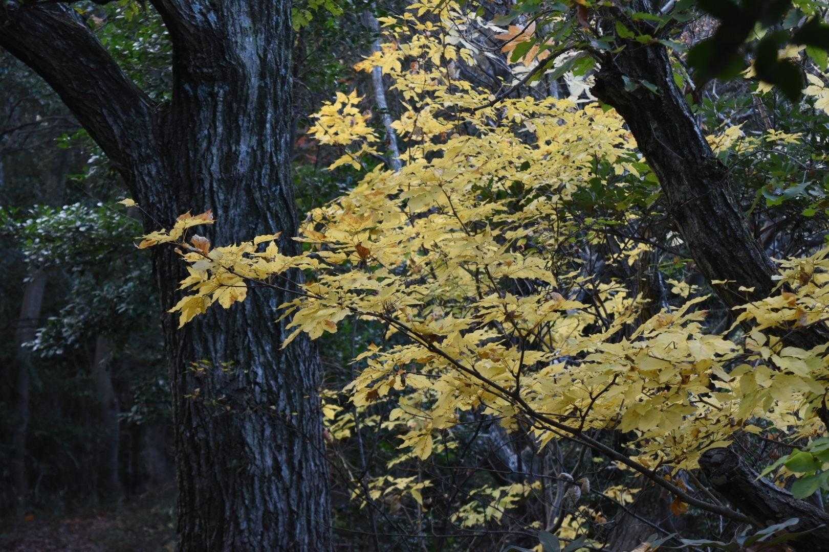 このルートほんの少しだけ🤏