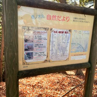 意外な重さランキング：①イノシシ80kg、②ニホンジカ70kg、③ツキノワグマ60kg。