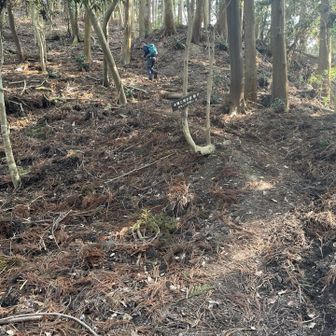 樹林帯は涼しい✨