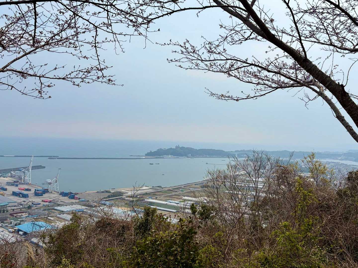 ここの桜🌸はなぜかまだ蕾
惜しい！