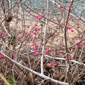 マユミちゃん
まだきれいな実が残っています