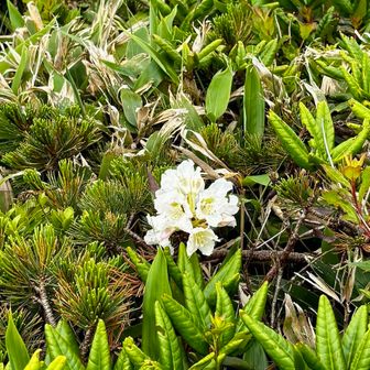 シャクナゲ🌼お花はあまり見た事なかったけど綺麗なんですね。
