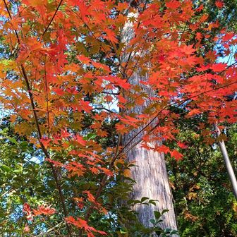 紅葉🍁もまだ残ってましたよ〜