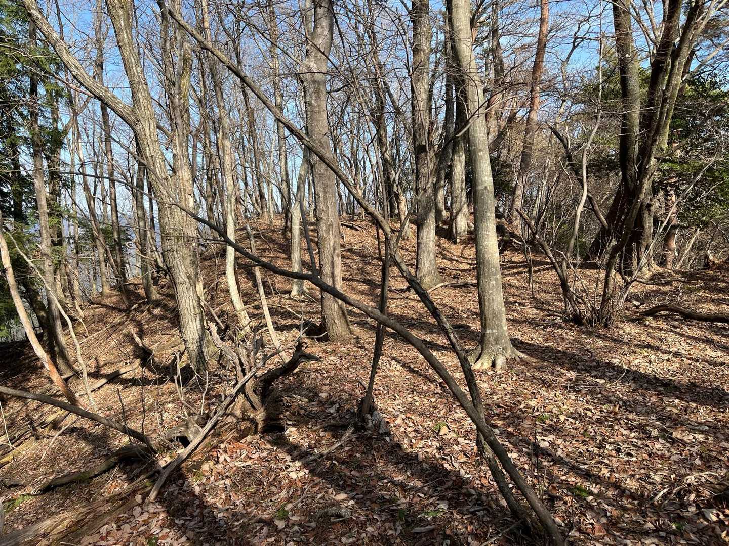 霧山へ向かっている途中
数頭のシカが走り逃げていきました🦌
突然現れた人間に驚いたのでしょうが
こっちもかなり驚きました😫