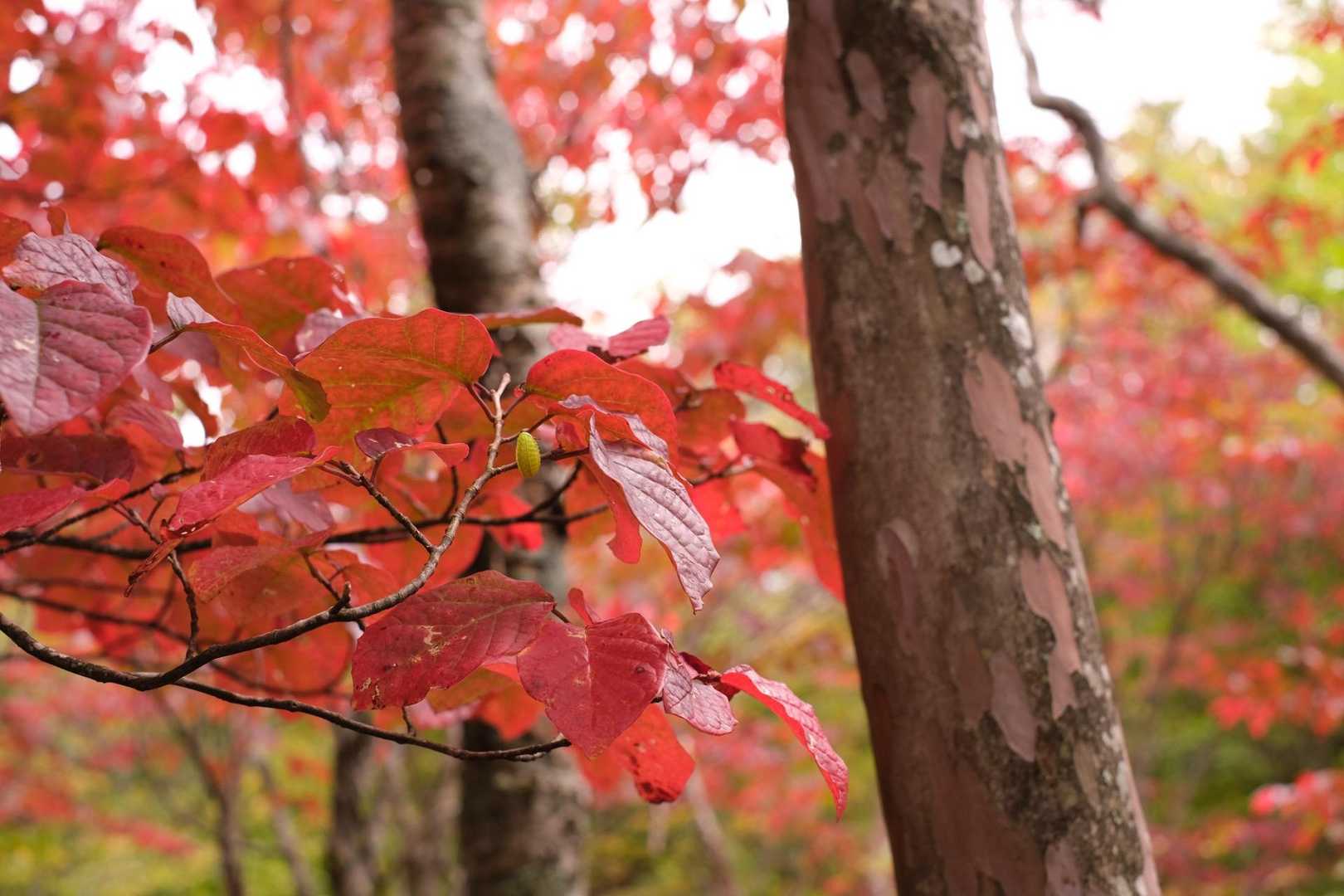 途中には一部紅葉になっている木も。