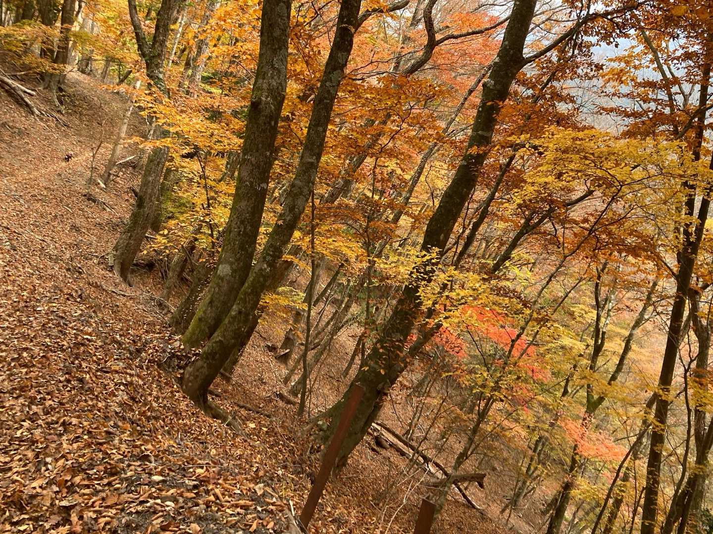 三方分山 | 精進湖を眼下に見下ろし眼前にそびえるのは、大室山を抱いた子抱き富士の写真