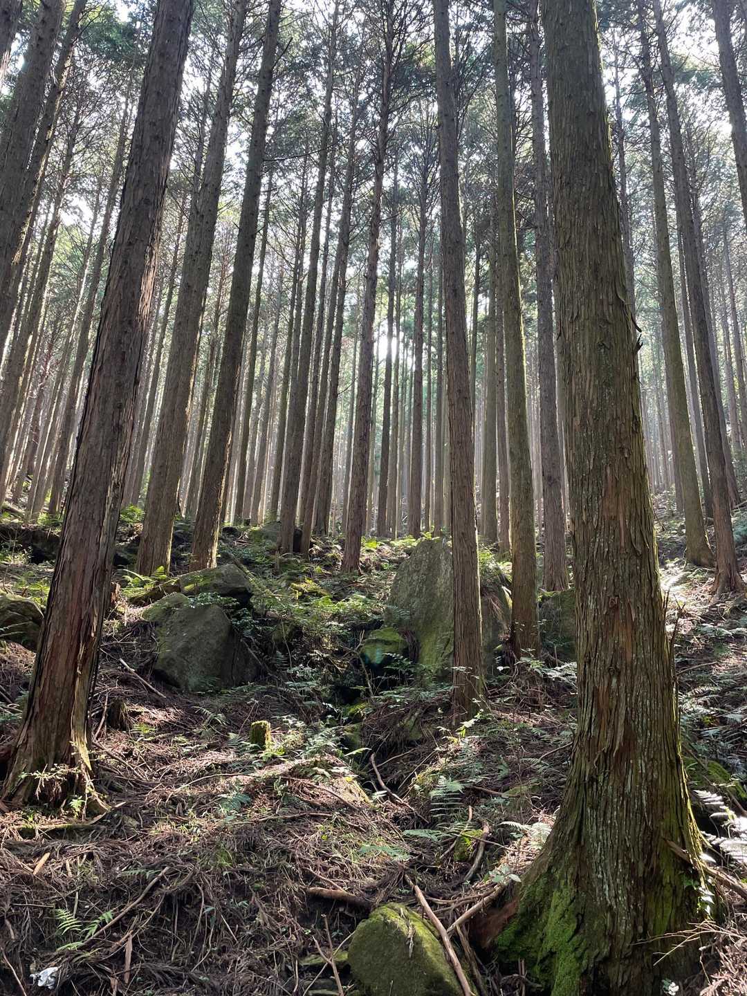 凛として