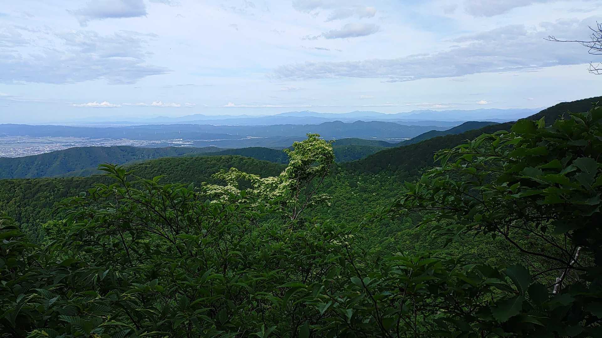 ヤマボウシの向こうに守門岳、鋸山、八石山