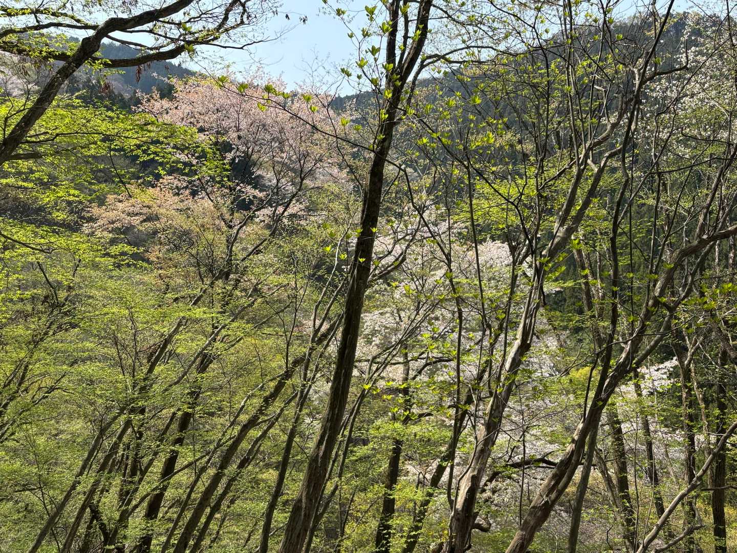 木々の合間に
桜が見えるの
ええのぅ