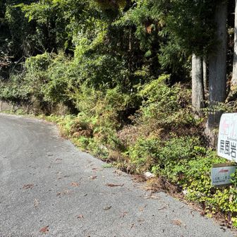 ここからなだらかな登りの車道に行きます。