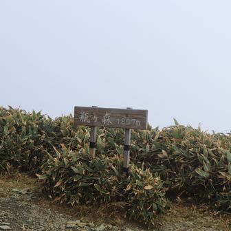 女山山頂