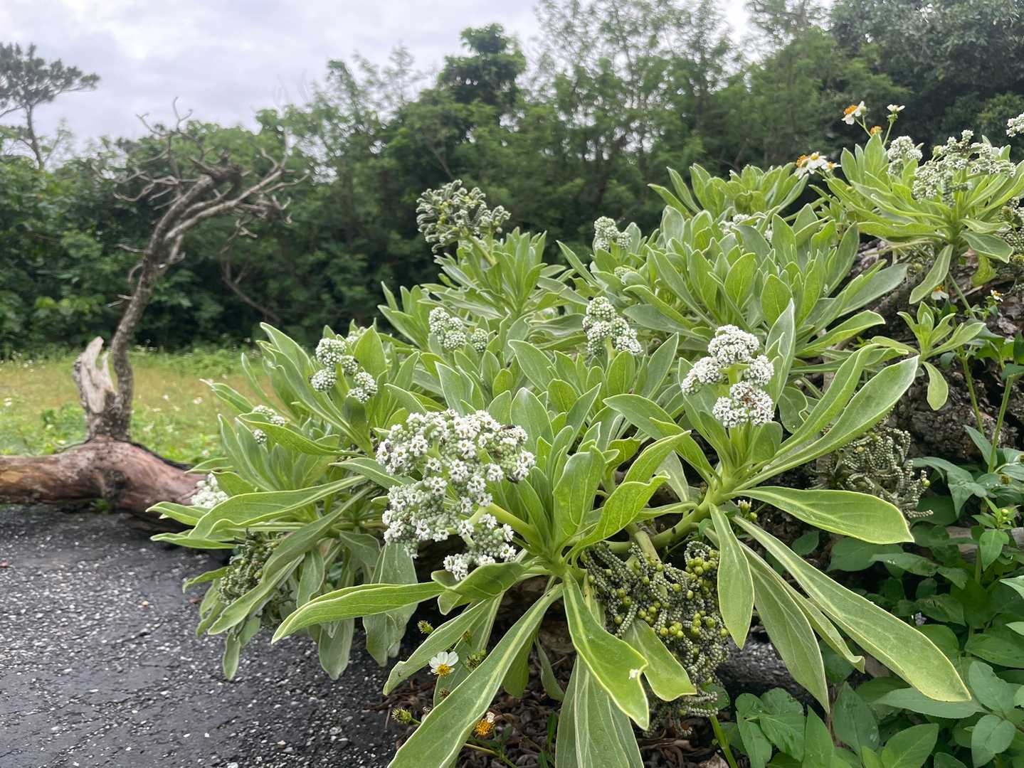 お花