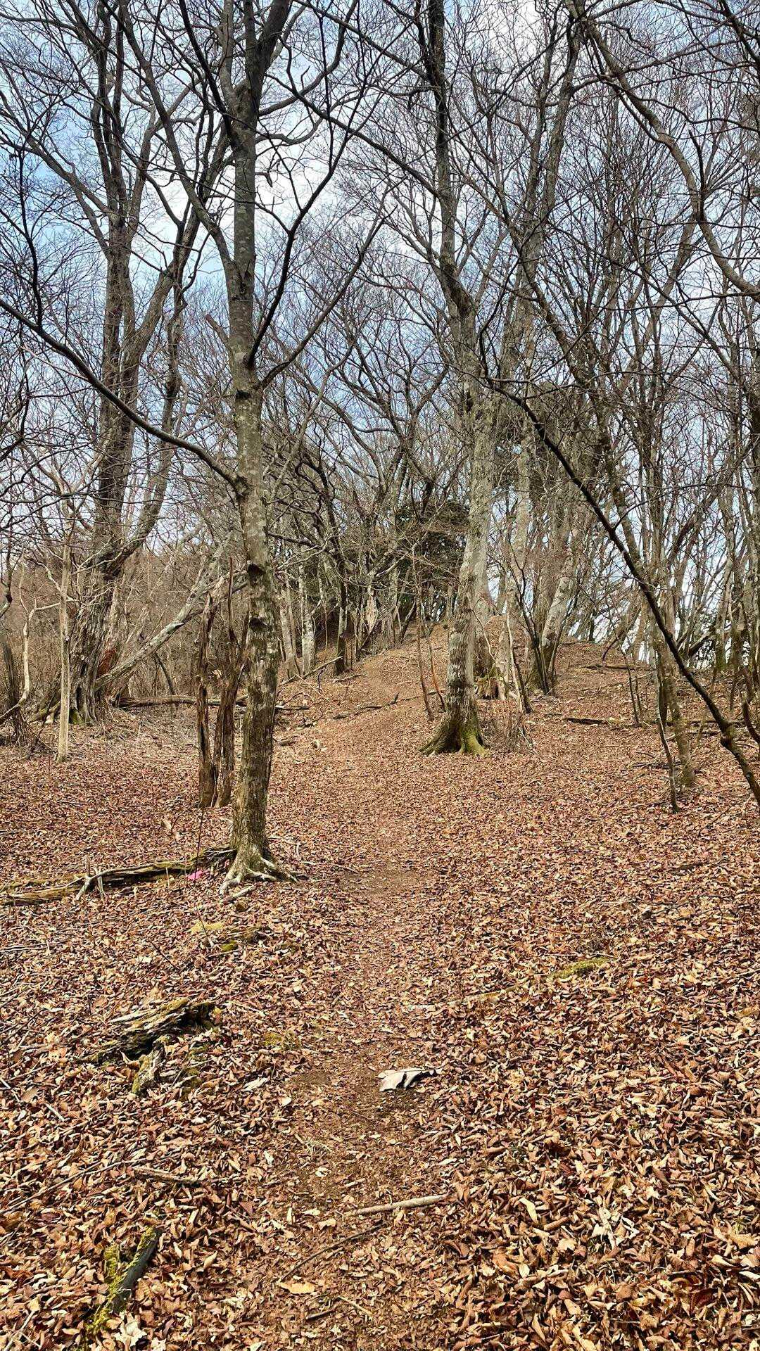 貫ヶ岳への稜線は広くて明るい。