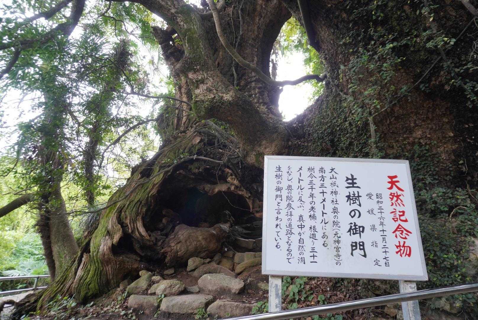 安神山 往復コースの写真