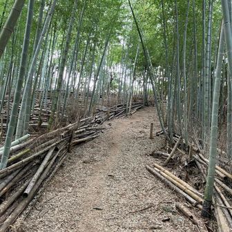 たけのこ山 