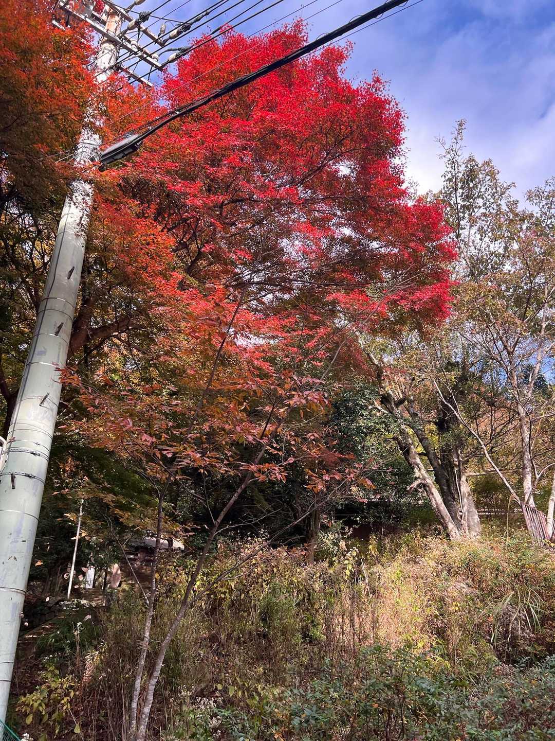 きれいだ！