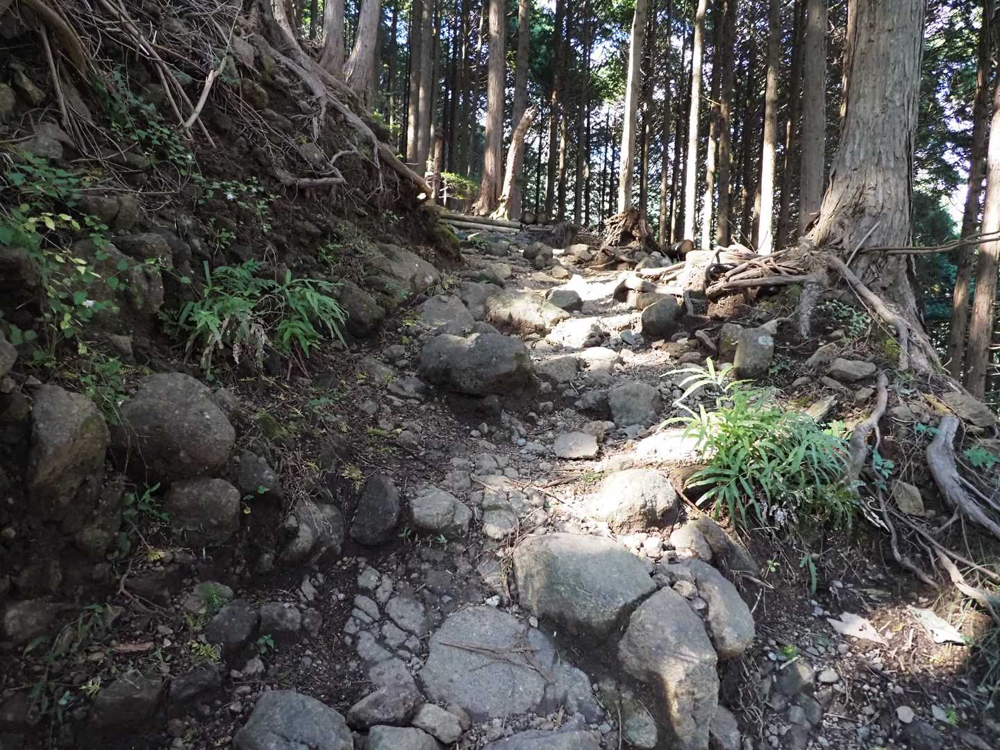 日向キャンプ場-大山 往復コースの写真