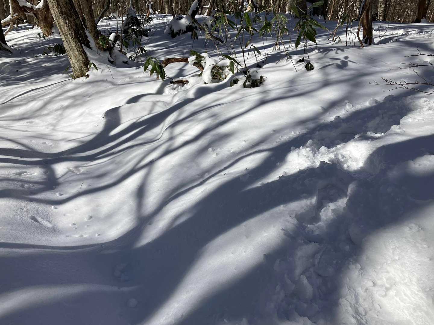 上りで道迷いから登山コースに復帰した地点まで下りてきました。右は私の上りのトレース。左の正規コースで下ります。