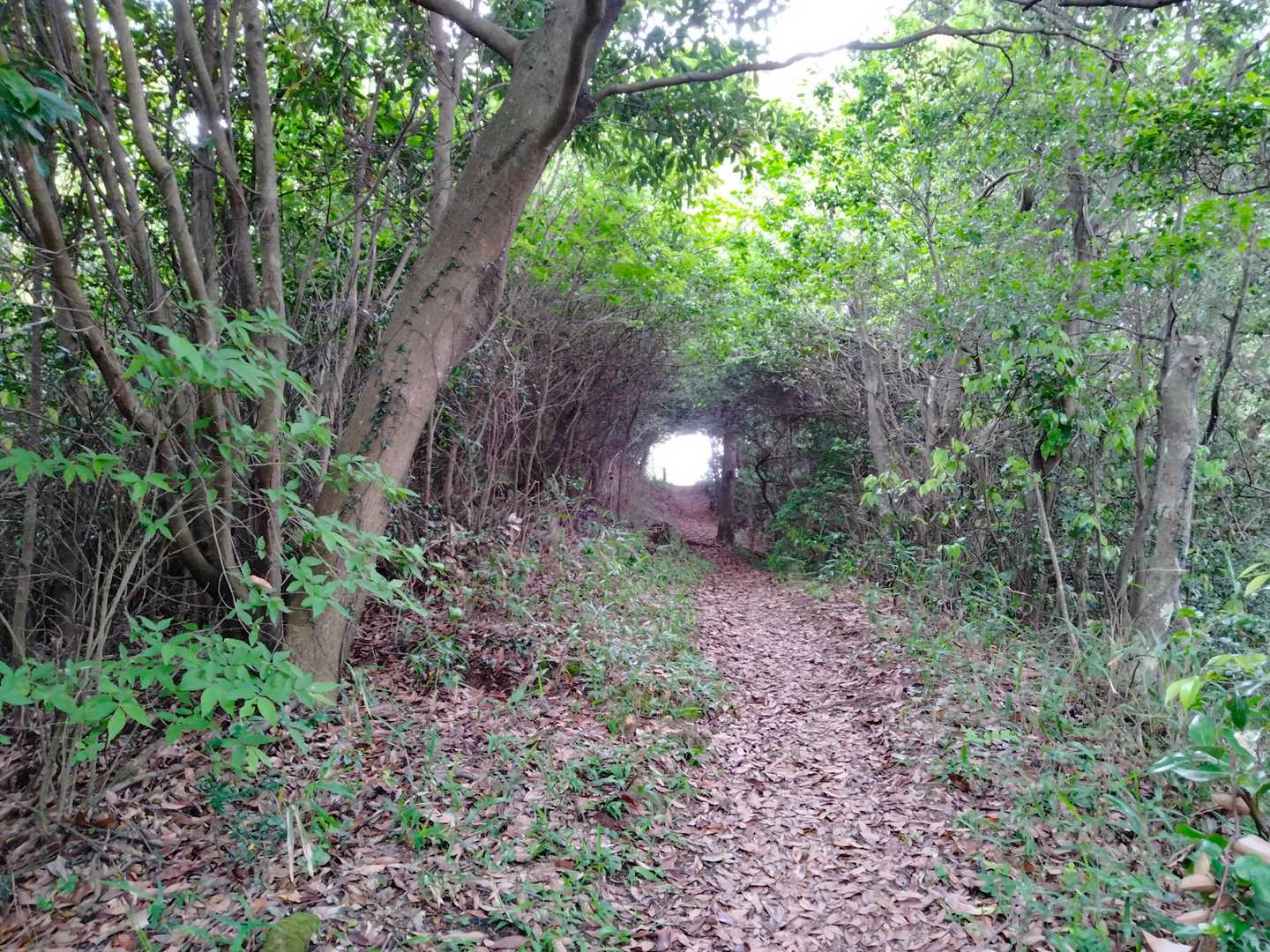 木々のトンネルでーす