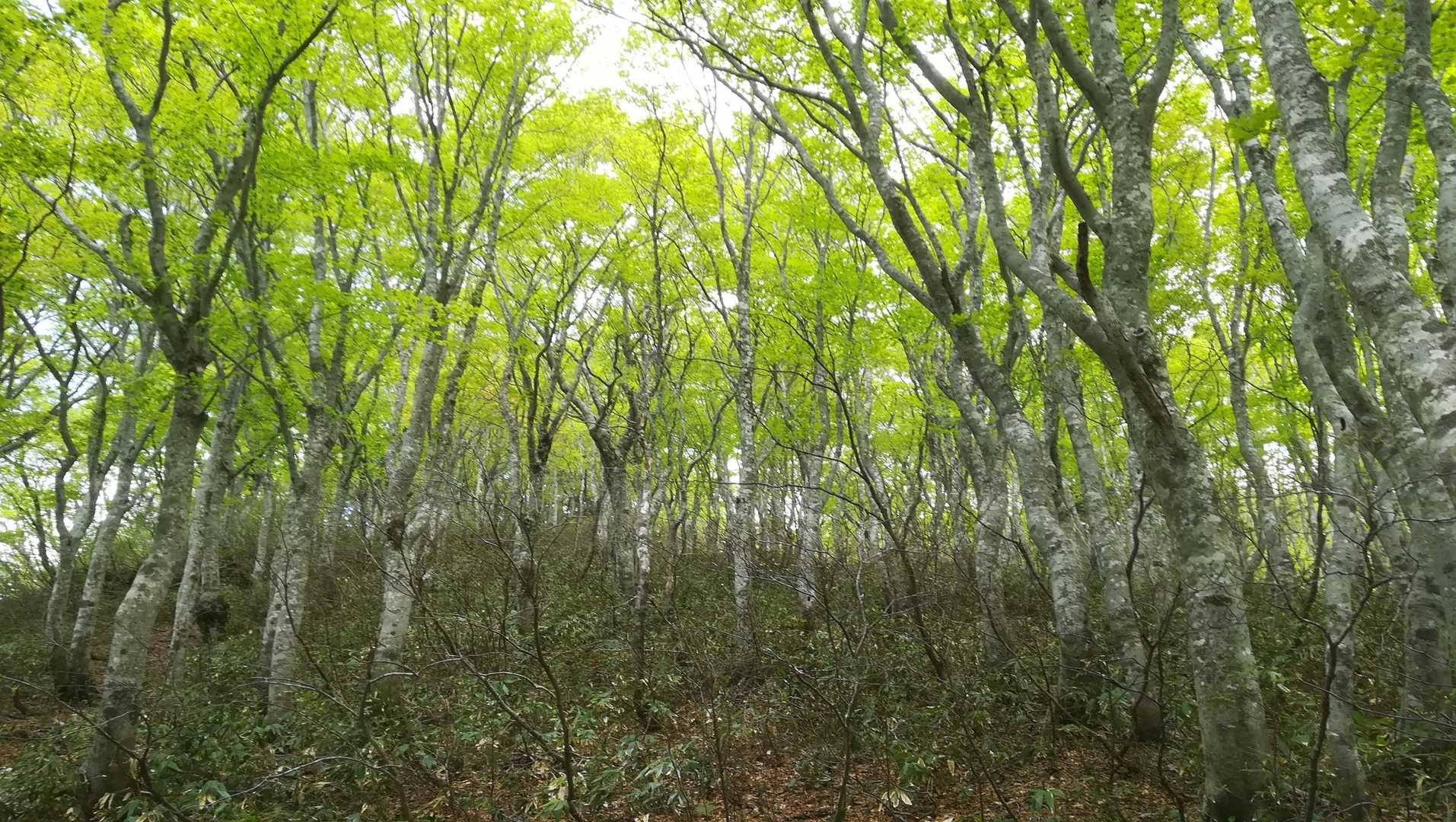 ブナの新緑が綺麗