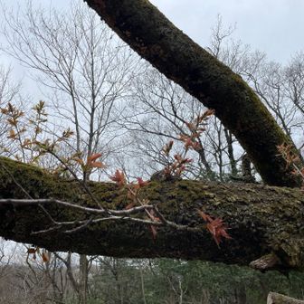 倒れても芽が出てる