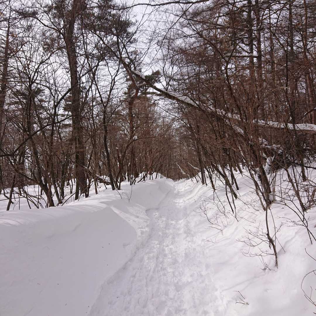 しばらく樹林帯