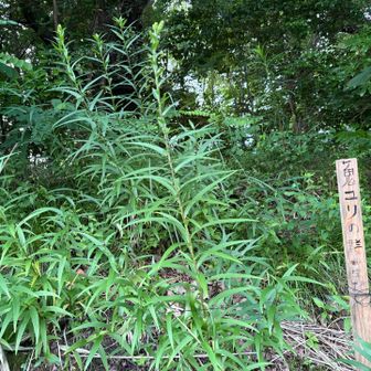 オニユリの群生地があったらしい
夏頃楽しみ😋