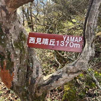 続いて西見晴丘⛰️
さすがグレーピーク！なかなかわかりにくかった😅
ピークハンター以外はあまりオススメしません⚠️
テン泊装備でグレーピークは疲れるのでここで撤退して長者原へ