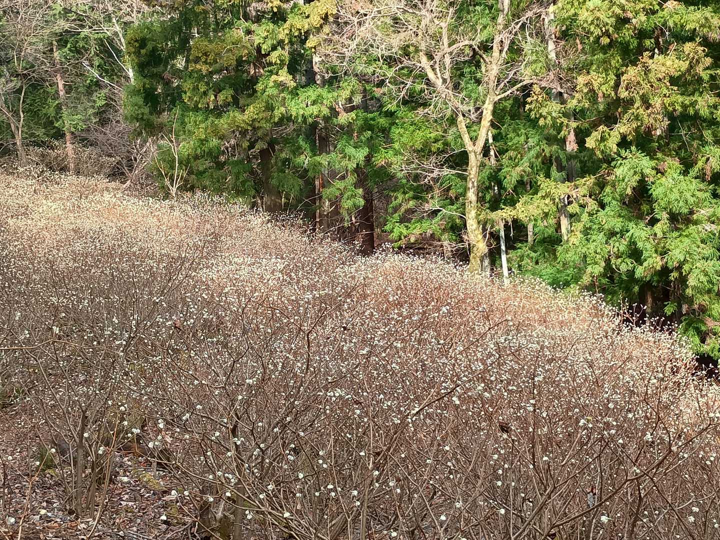 ミツマタ群生地610m。つぼみがパンパン状態でちょっとだけ早かったです(>_<)