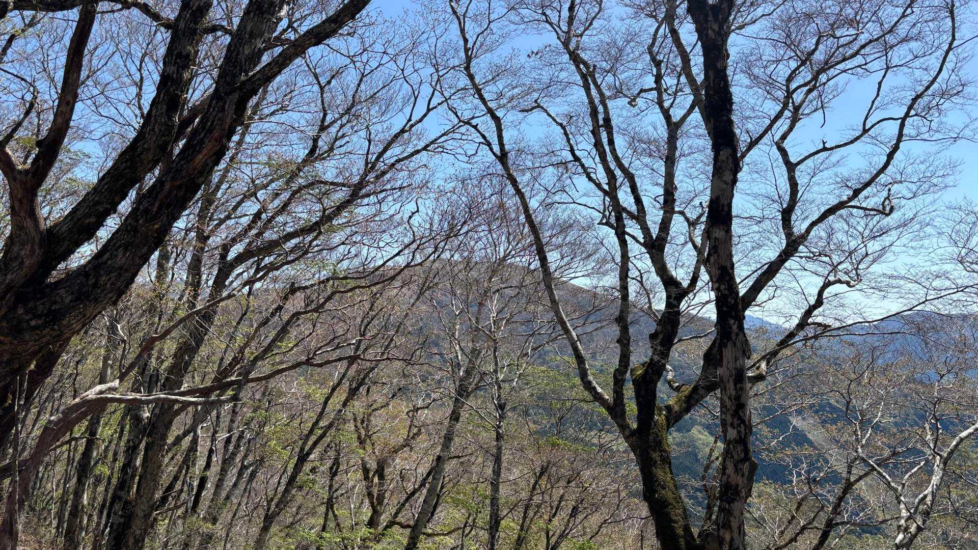 遥か向こうに綱附森