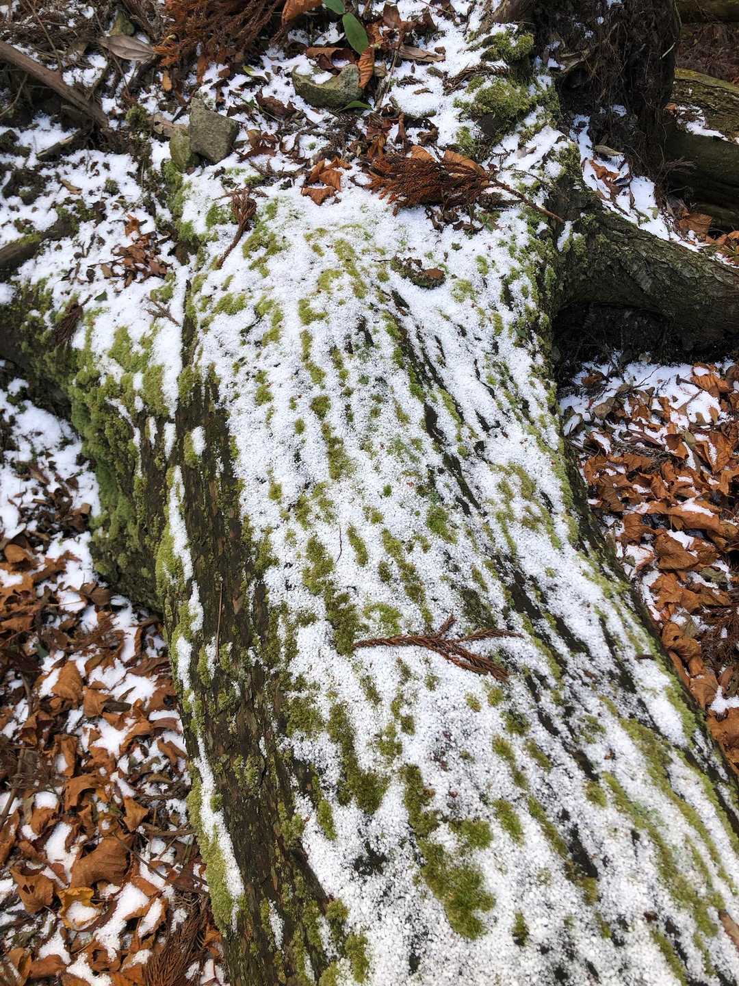 昨日の雪が残っていました