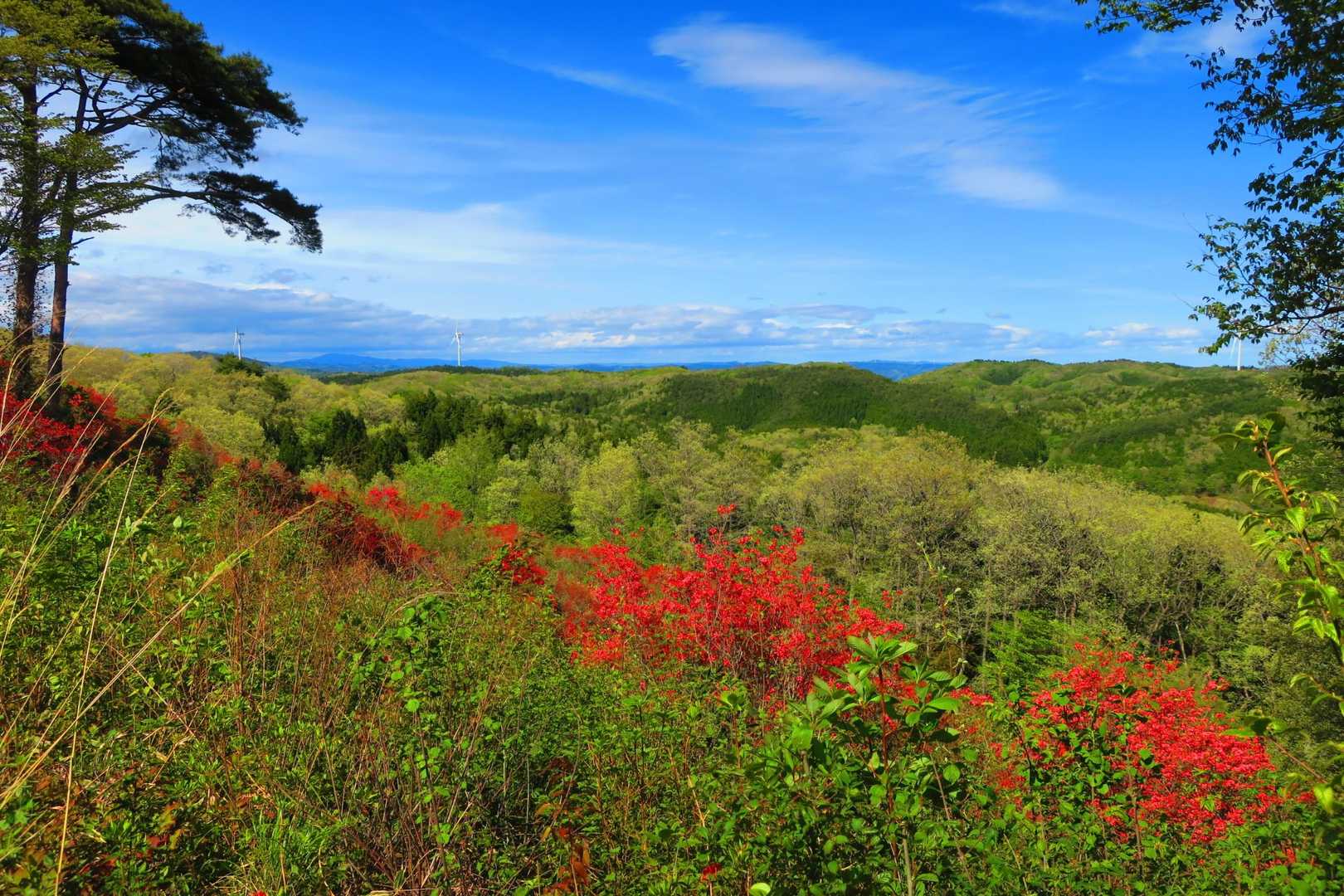 朝日山登山道西入口-朝日山 往復コースの写真