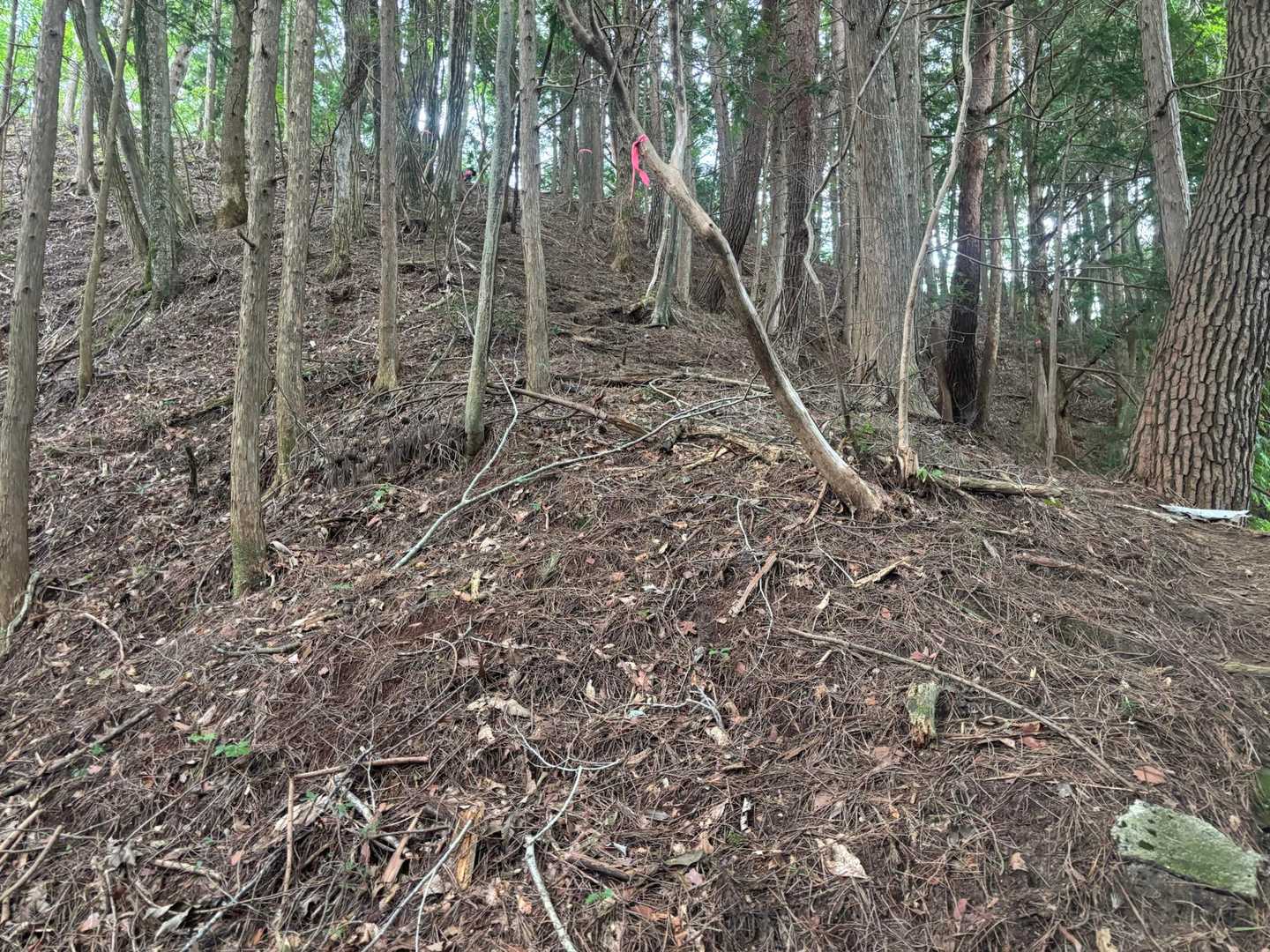 大栗山-月ヶ平-夏焼城ヶ山 往復コースの写真