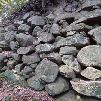 ここも御体塚のある曲輪の東側にあった石垣です
飯盛城は1560年には築城されましたので、
総石垣の初めての城と
言われる安土城より15年以上古い事になります
これらは500年近く前の石垣です🏯が
なんと当時すでに裏込石(水はけをよくして石垣の崩壊を防ぐ為に裏側に入れる小さな石)が
すでに使われていたそうです
まさか裏込石が使われていたとは、スゴイ先進的な城だったんですね