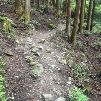 本格的な登山道スタート⛰️