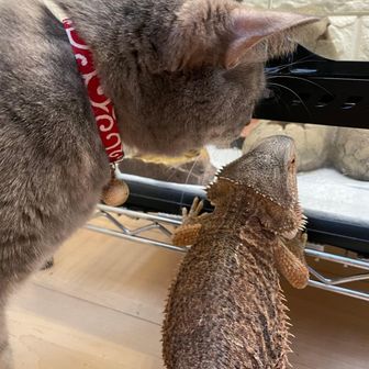 ララ副隊長☆みどりの探検隊☆