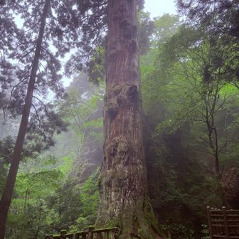 下ってくるとドーンっと鬼杉！