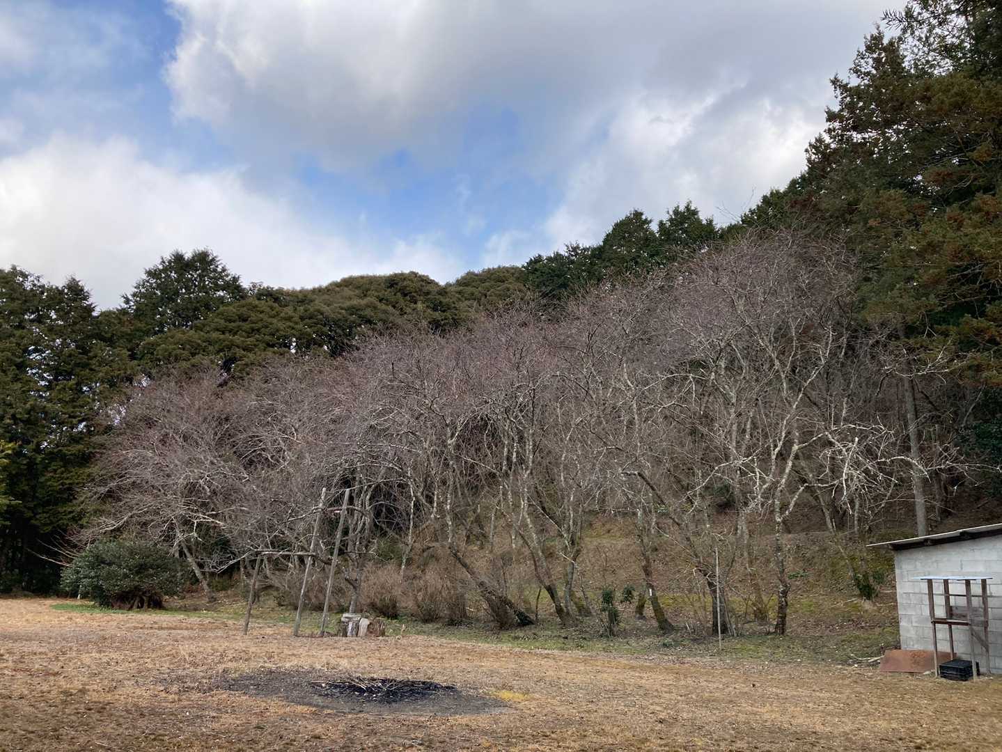 シーズンは綺麗だろうね🌸