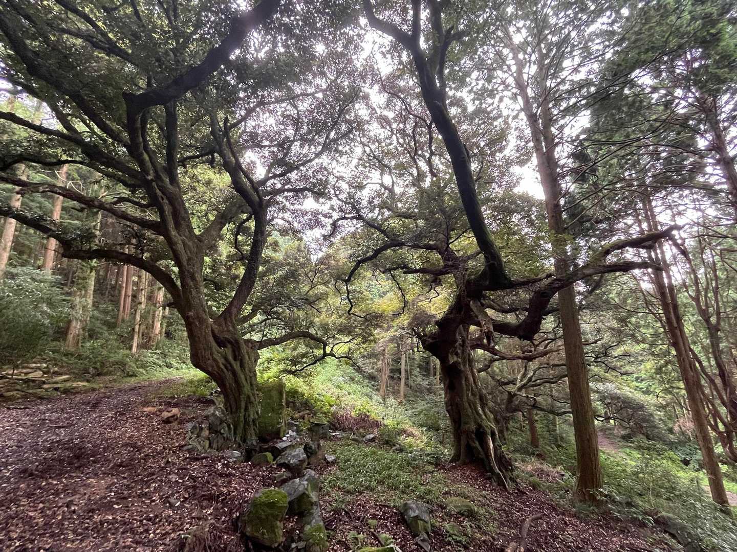 盆栽のような木🌲うねってます