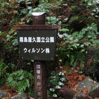 ウィルソン株に到着。登山口からここまではかなりのハイペースで隊列から遅れがちとなった。ガイドさんから撤退を指示されないかと心配したが何とか許してもらった。
遅れがちになったのは濡れた木の階段が滑りそうで怖かったことと筋力を温存したかったため、この辺りが勝手気ままなソロ登山と違うところ。トータルでは私の方が早いと思うなどと勝手なことを考えながら歩いていた（笑）